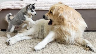 Adorable Golden Retriever Reacts To Husky Puppy [upl. by Till]