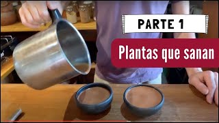 Se sanó con plantas y ahora transmite su saberCACAO La medicina de las PLANTASPARTE 1 [upl. by Nyliac]