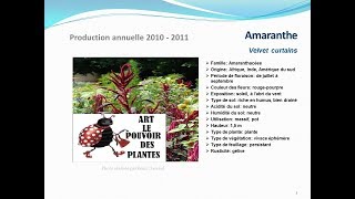 Tuto jardin  Amaranthe Velvet curtains fiche technique plante annuelle [upl. by Jamnis]