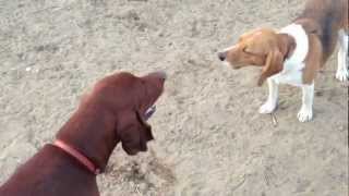 Vince the Beagle Vs CoonHound in howl off [upl. by Sirromaj]