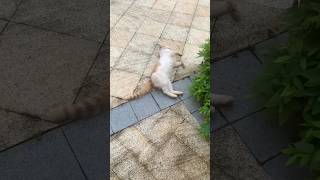 What’s This Cat Trying to Say Strange Sounds amp a Dramatic Flop 🐱🤔 shorts CatMystery [upl. by Leoni]