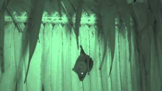 Artibeus jamaicensis night roost behaviourwmv [upl. by Wylie516]