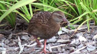 Day 22  Hokitika To Westport Saturday Market Sound Bath Clock Pancake Rocks Weka [upl. by Nylitsirk]