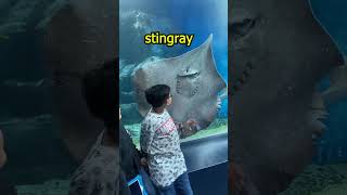 Stingray vs Manta ray [upl. by Godart]