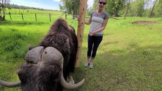 Meet A Musk Ox Monday Great Heights [upl. by Saidee833]