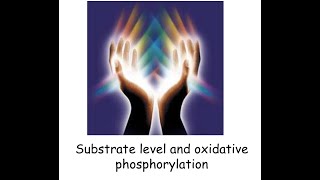 Oxidative Phosphorylation [upl. by Enila]