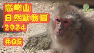 05 高崎山自然動物園 3月のサヤカ [upl. by Cohe739]