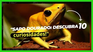 quotSaPoDourado O Sapo Mais Venenoso do Mundo  10 curiosidadesquot SapoDourado [upl. by Elfont394]