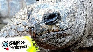 Riesenschildkröten in OLIs Wilde Welt  SWR Kindernetz [upl. by Quartana]