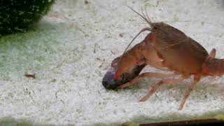 Crawfish Eating Tadpoles [upl. by Seys219]