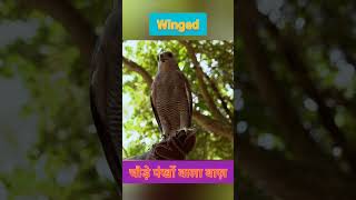 Hawk बड़े पंखों वाला hawk falcon shortsvideo [upl. by Radmen164]