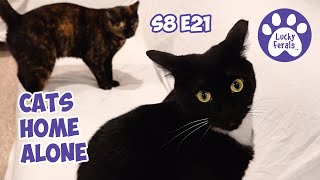 Cats Home Alone For Two Days  Lucky Ferals S8 E21  Cat Vlog  Living With 11 Cats [upl. by Hayton122]