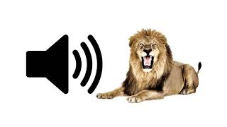 Lion Roar  Sound Effect [upl. by Roley]