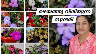 ഈ സീസൺ അച്ചിമീനെസ് പൂച്ചെടിക്ക് പറ്റിയില്ലAchimenes Plant Careമഴ ഇഷ്ടപെടുന്ന സുന്ദരി [upl. by Tatiania]