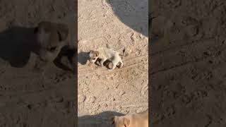 Cute dog puppy dog Shorts videos [upl. by Adnalra]