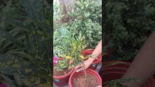 Croton Gold Dust 🌻🌻 homegardening wintergardening youtubeshorts shorts indoreplants flowers [upl. by Missak249]