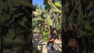 Funny banana part 51 shorts viral bananna satisfying farming shortvedios bananacutting [upl. by Anilegnave38]