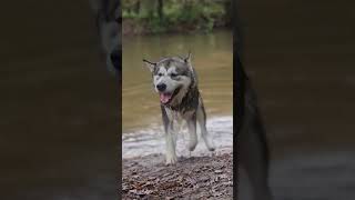 Malamute qui ce secou [upl. by Aimo]