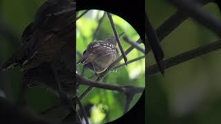 Thamnophilus atrinucha Black Crowned Antshrike Batara Pizarroso Occidental [upl. by Adnolehs]