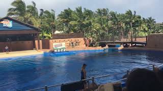 Spectacular Dolphin Performance at uShaka Marine World  Durbans Top Attraction [upl. by Atwekk]