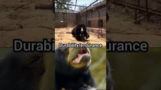 sloth bear vs sun bear slothbear sunbear vsedits fyp fypviral [upl. by Knowling]