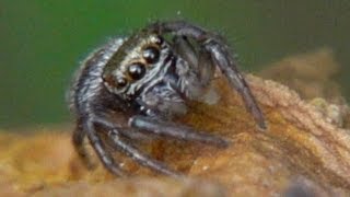 Jumping spiders Springspinnen Eifel Germany [upl. by Johns]