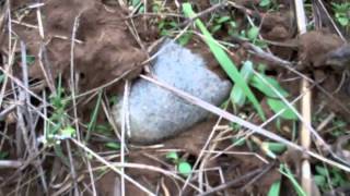 Ohio Arrowhead Hunting and Flint Ridge [upl. by Llebana]