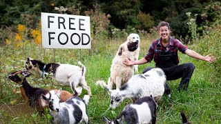 Rotational Grazing and Regenerative Agriculture with Livestock [upl. by Hunley]