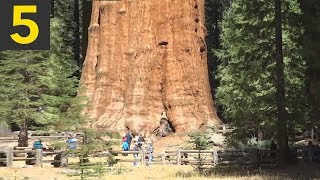 Top 5 BIGGEST Trees on Earth [upl. by Butch11]