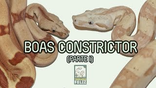 10 cosas sobre las Boas Constrictor  El Terrario Feliz [upl. by Demetris]