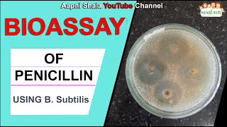 Bioassay of Penicillin  ampicillin using Bacillus subtilis  BSC Sem 6 Microbiology  Aapni Shala [upl. by Eirlav]