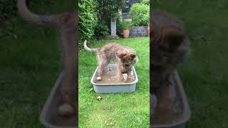 Welpe Berger de Picardie beim Wasserspiel  Funny Dog Berger de Picardie playing in water [upl. by Roque290]