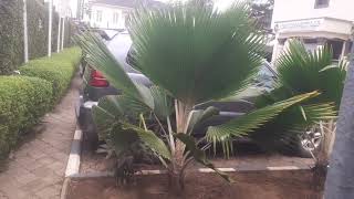 if you need an horticulturist call 08024961531 [upl. by Ladd]