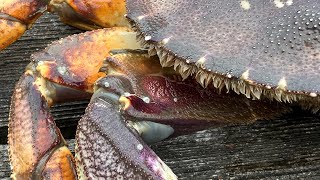 Crabbing Camano Island 2022 [upl. by Lletnwahs]