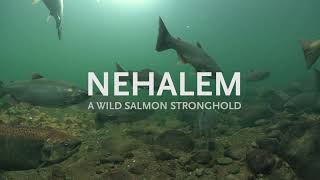 Nehalem A Wild Salmon Stronghold [upl. by Nirrad925]