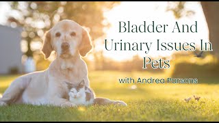 Bladder and urinary issues in pets [upl. by Rube]