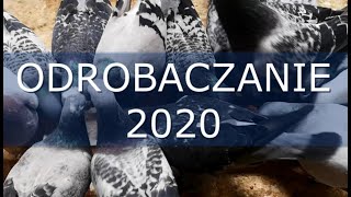 Testowe Odrobaczanie Gołębi Pocztowych 2020  Pigeon Deworming [upl. by Annat499]