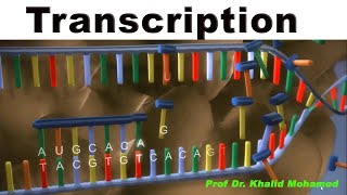 RNA Transcription making RNA from the DNA strands [upl. by Ednil]