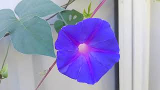 Ipomoea indica  Blue morning glory  Flowers that CHANGE colour [upl. by Bradney435]