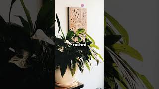 Top 3 Indoor Plants for a Healthier Home🔥🔥garden indoorplants [upl. by Valry]