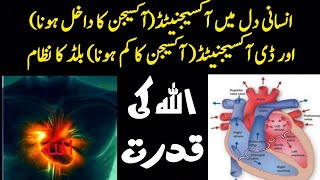 oxygenated blood and deoxygenated blood System  Blood Circulation In Heart  AsadBinSanaUllah [upl. by Jenilee]