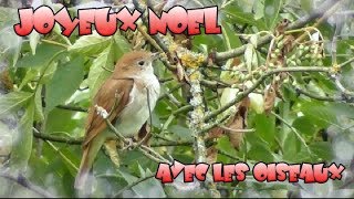 JOYEUX NOEL  avec 13 oiseaux et un Ecureuil [upl. by Corella452]