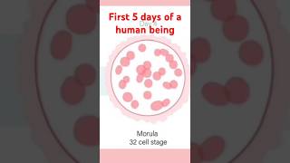 5 first amazing days of a human Zygote to Blastocyst pregnant shortsvideo August 30 2024 [upl. by Nollaf]