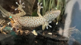 Tokay gecko feeding time [upl. by Celle]