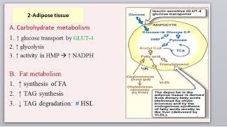 Integration of metabolism تابع محاضرة 9 كيمياء حيوية 2 الفرقة الثانية د نجلاء فتحي [upl. by Bronder994]