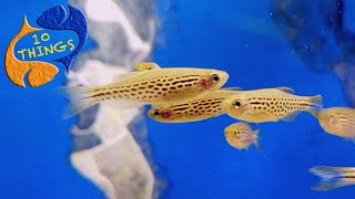 A Bulletproof Fish That Should Be In EVERY Aquarium 10 Things Danios [upl. by Alemahs300]