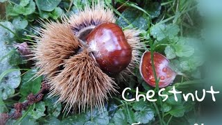 Chestnut Harvest เก็บเกาลัดในเยอรมันนี Kastanie [upl. by Benkley636]