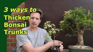 Thicken trunks for bonsai 3 Ways to grown trunks out [upl. by Nagaer246]