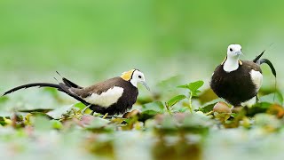 Pheasant Tailed Jacana take care of Eggs  Pheasant Tailed Jacana  PheasanttailedJacanaEggHatching [upl. by Sualohcin]