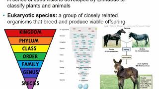 2117 Chapter 10  Classification of Microorganisms [upl. by So]